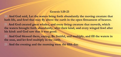 20 And God said, Let the waters bring forth abundantly the moving creature that hath life, and fowl that may fly above the earth in the open firmament of heaven. 21 And God created great whales, and every living creature that moveth, which the waters brought forth abundantly, after their kind, and every winged fowl after his kind: and God saw that it was good. 22 And God blessed them, saying, Be fruitful, and multiply, and fill the waters in the seas, and let fowl multiply in the earth. 23 And the evening and the morning were the fifth day.